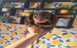 Miniature Dachshund dogs for sale: *LAST BOY* Mini longhaired dachshunds❤️ - Image 2