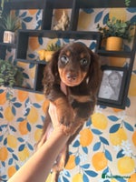 Miniature Dachshund dogs - Advert 3