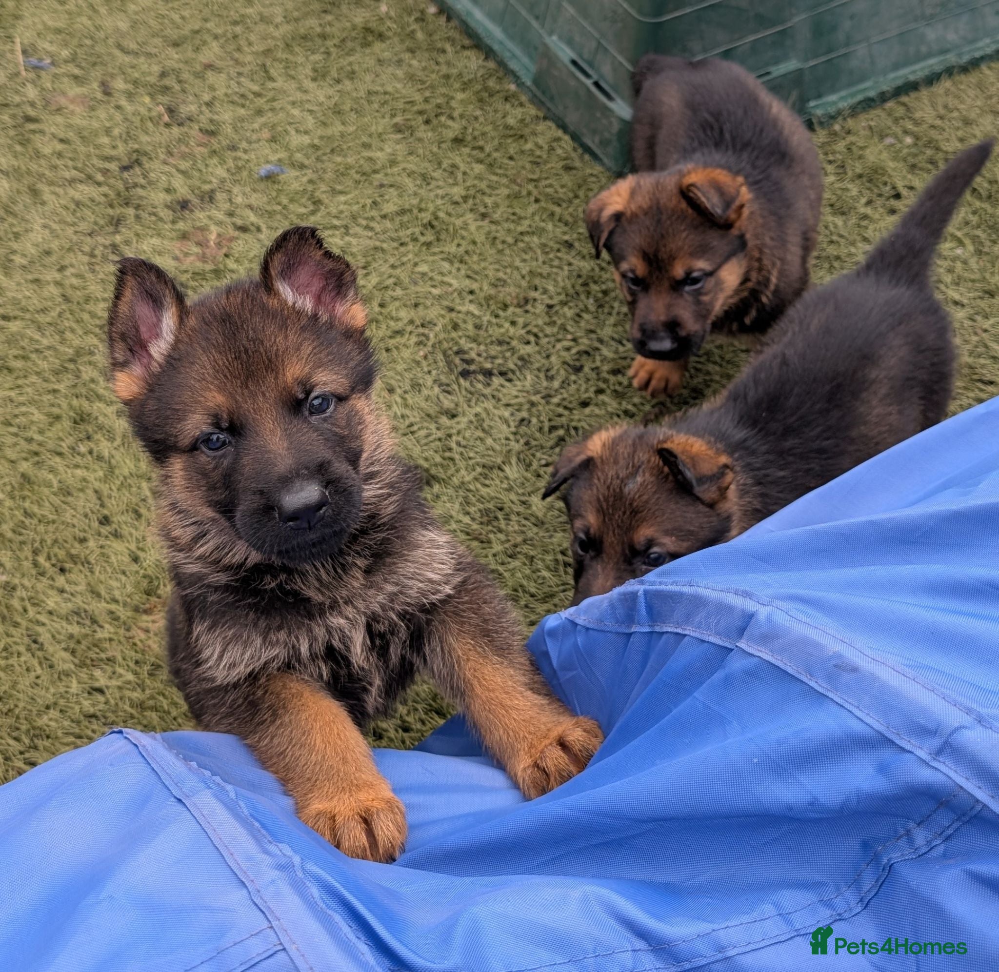 German Shepherd dogs K.C. reg GSD pups - Advert 1