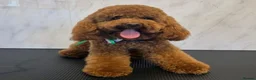 Cockapoo dogs for sale: Red Cockerpoo puppies  - Advert 16