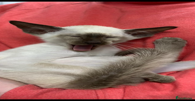 Siamese cats ❤️handsome seal point Siamese❤️ - Advert 10