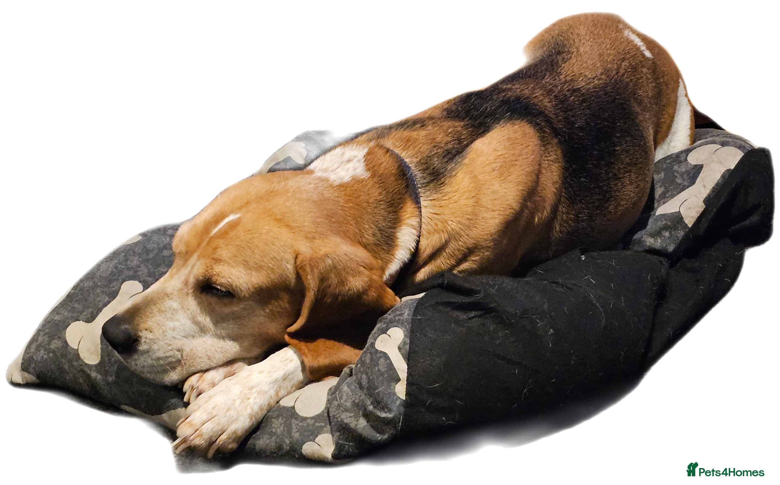 Beagle dogs Beagle for rehoming  - Advert 5