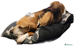 Beagle dogs for sale: Beagle for rehoming  - Advert 1