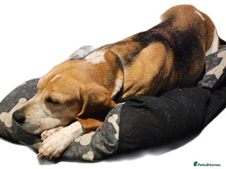 Beagle dogs Beagle for rehoming - Advert 10