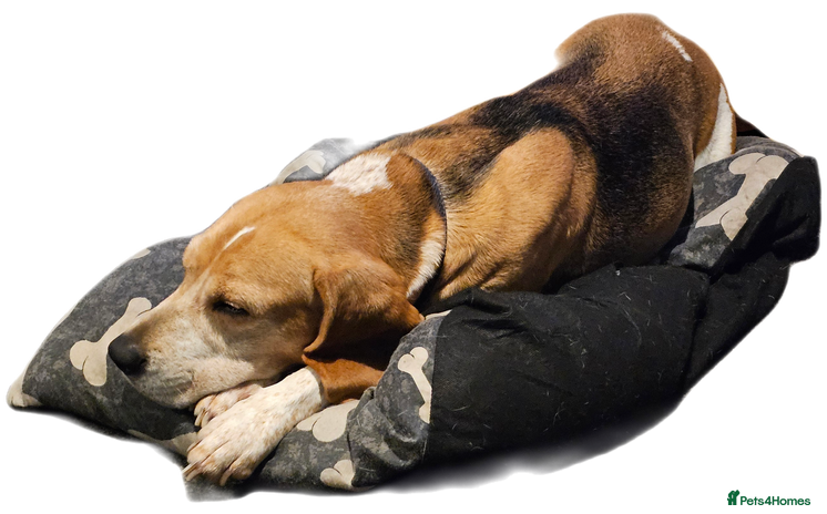 Beagle dogs Beagle for rehoming - Advert 1