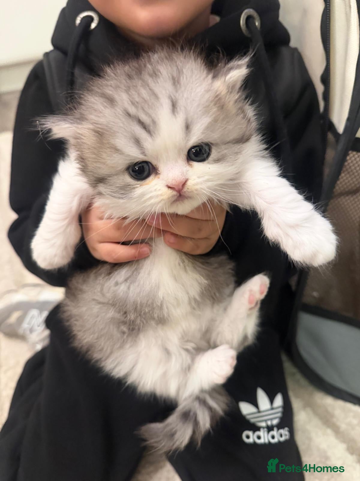 Persian cats Adorable silver tip pure Persian girl  - Advert 4