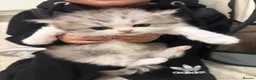 Persian cats for sale: Adorable silver tip pure Persian girl  - Advert 1