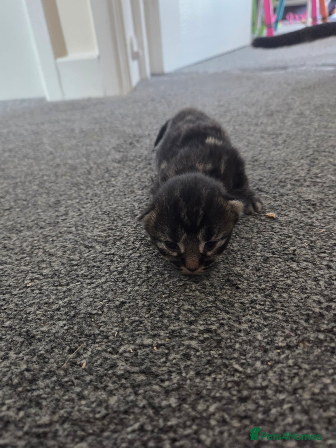 Mixed Breed cats for sale: Beautiful kittens - Image 26