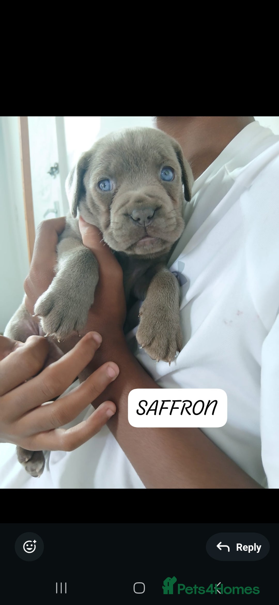 Mixed Breed dogs for sale: Beautiful Molesser Mastiff pups - Image 22