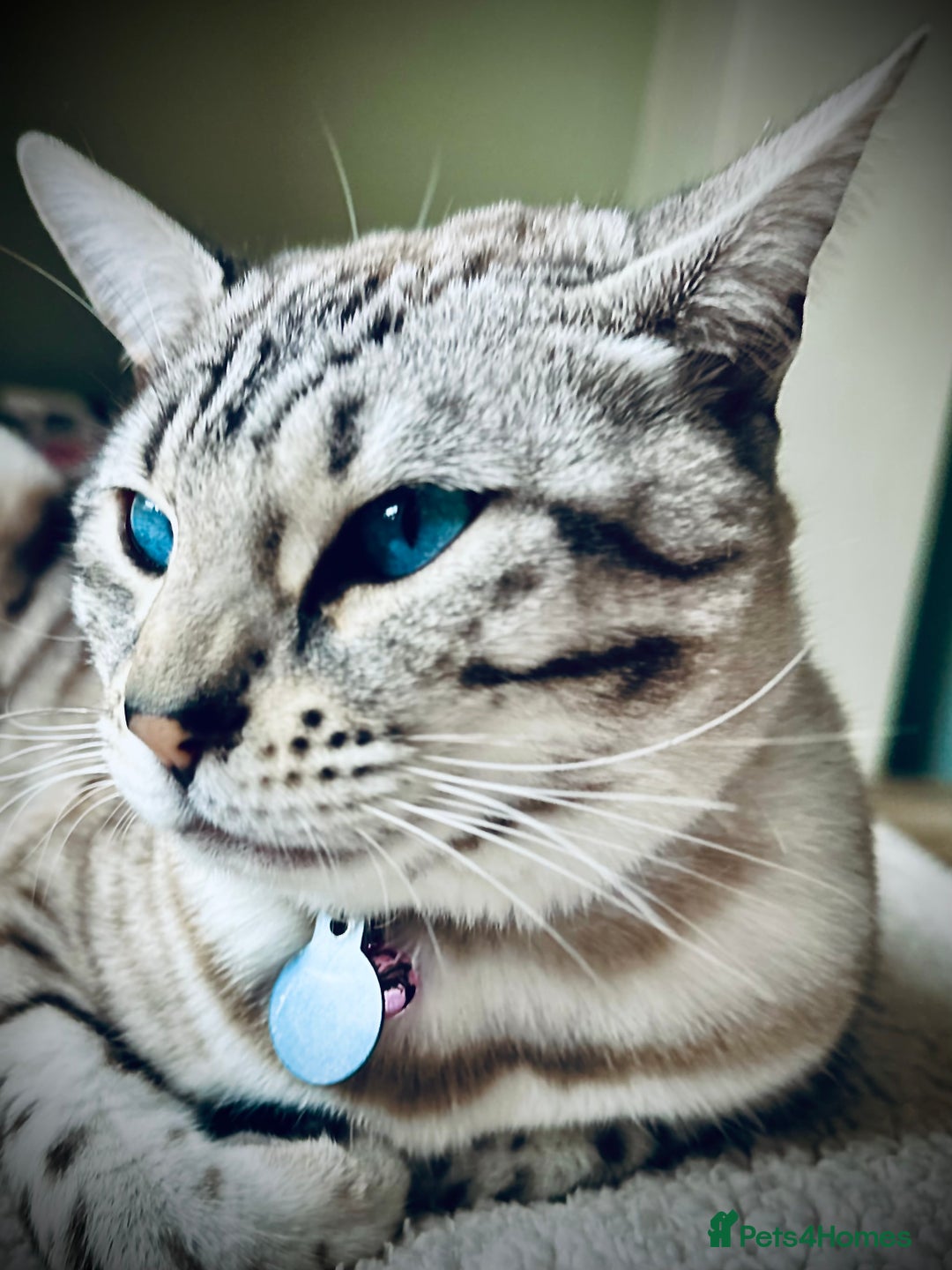 Bengal cats for sale: Bengal cat for loving home - Advert 2