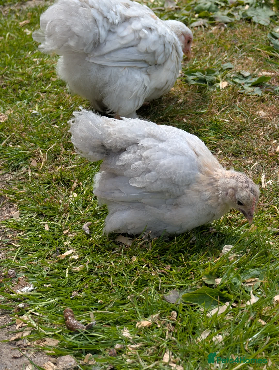 Chickens poultry for sale: Pekin bantam female growers/day old chicks  - Advert 2