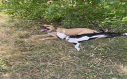 Mixed Breed dogs for sale: Bulldog cross  - Image 9