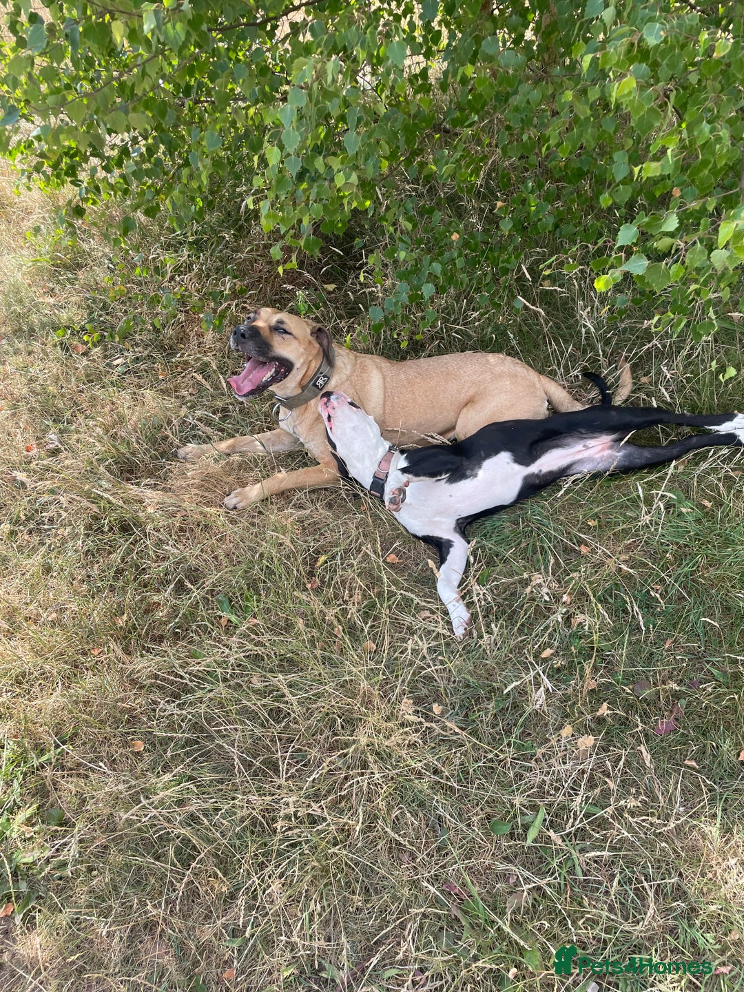 Mixed Breed dogs for sale: Bulldog cross  - Image 9