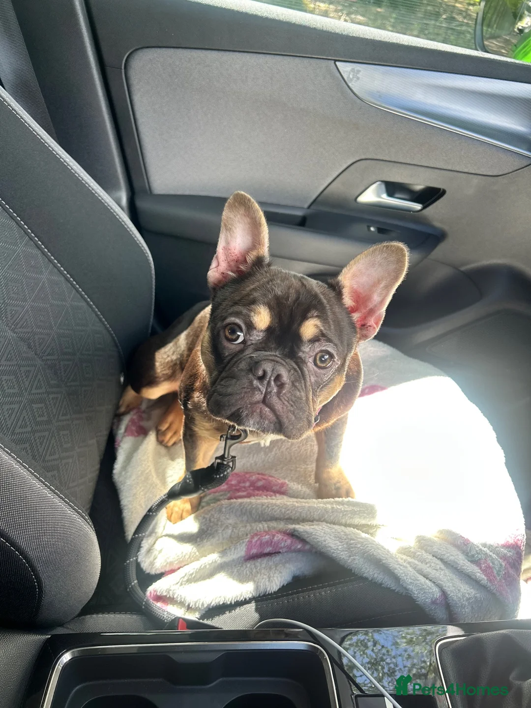 French Bulldog dogs for sale: MAEVE - Advert 2
