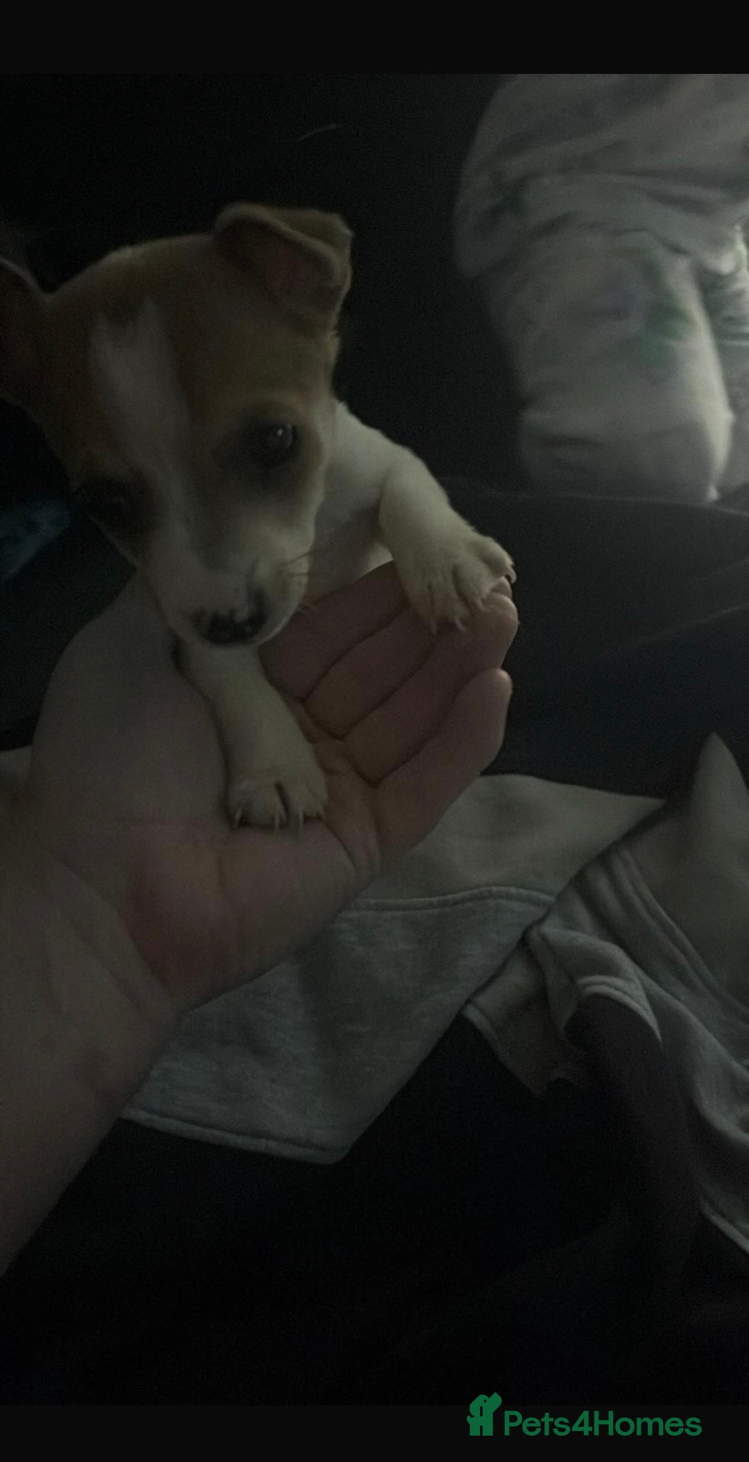 Jack Russell dogs for sale: Tyson the little jack Russel  - Advert 3