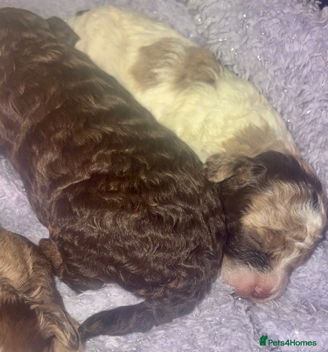 Miniature Poodle dogs for stud: Proven chocolate phantom merle mini poodle stud - Advert 7