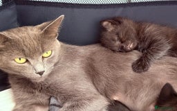 Mixed Breed cats for sale: 3 lovely kittens  - Image 2