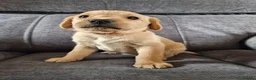 Labrador Retriever dogs for sale: KC Registered Labrador Puppies  in Dorchester - Advert 8