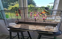 Mixed Breed birds for sale: Two Parrotlets and cage - Image 4