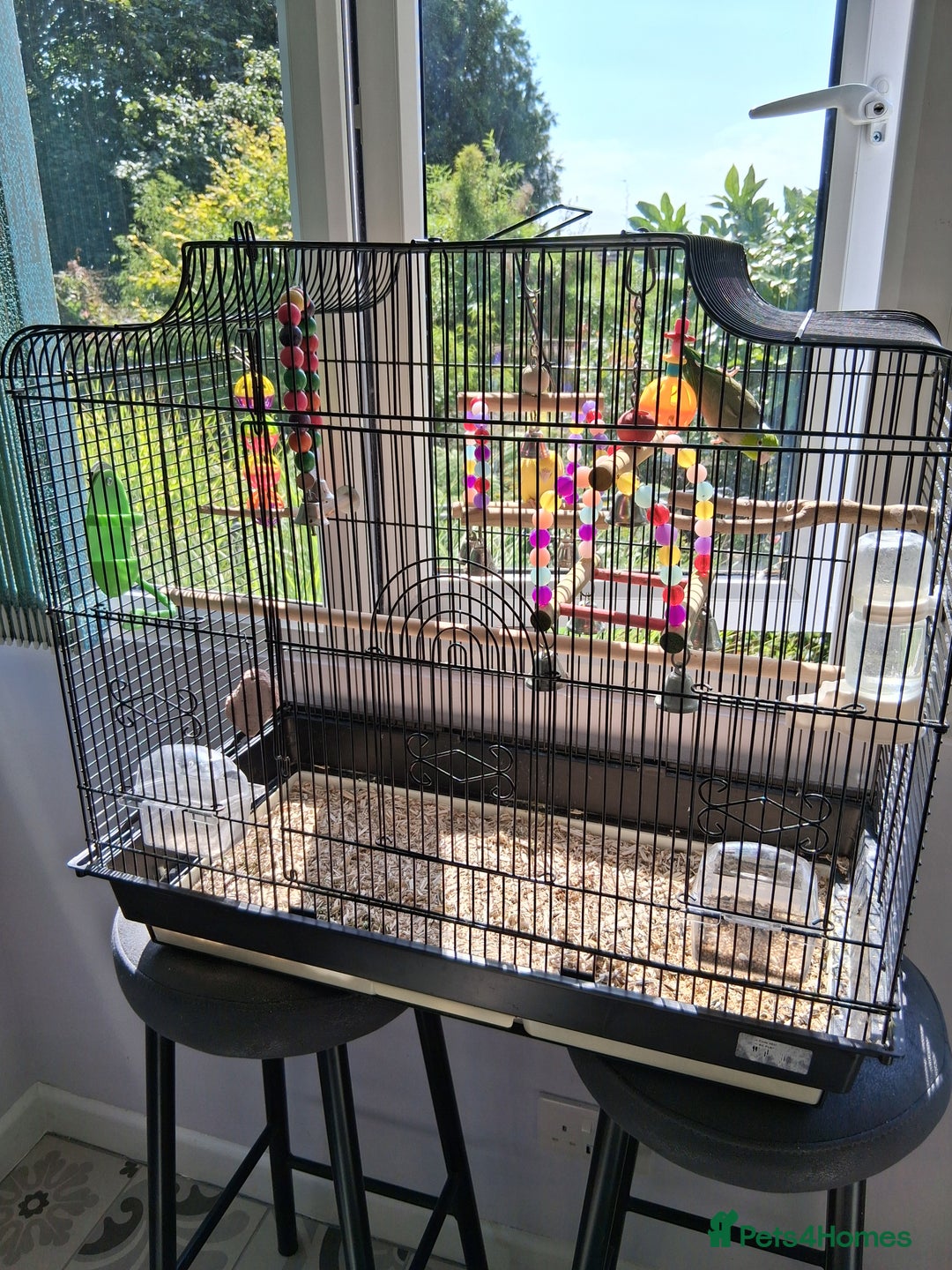 Mixed Breed birds for sale: Two Parrotlets and cage - Image 4