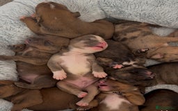 Mixed Breed dogs for sale: Mastibull puppies for sale  - Image 1
