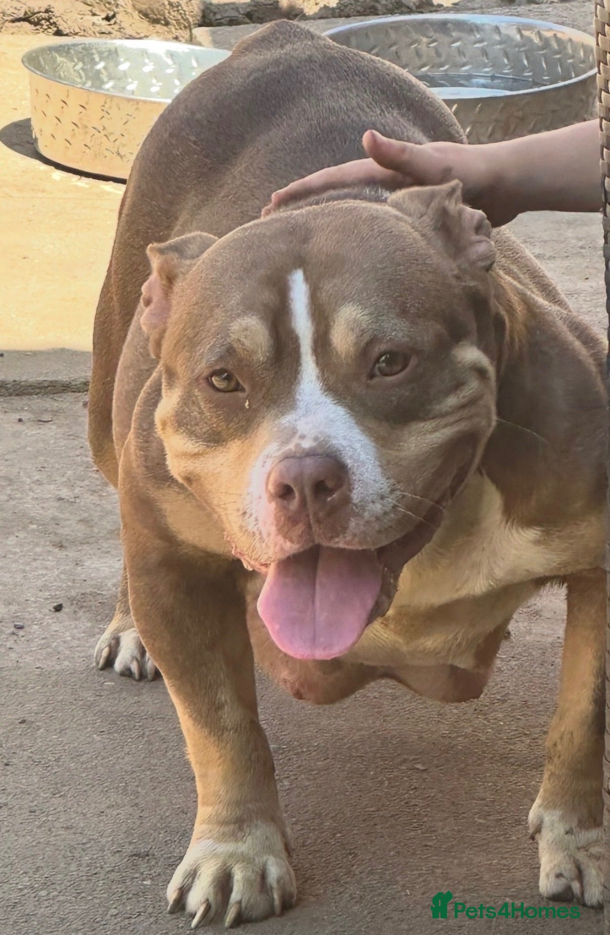 American Bully dogs American  bully puppies - Advert 1