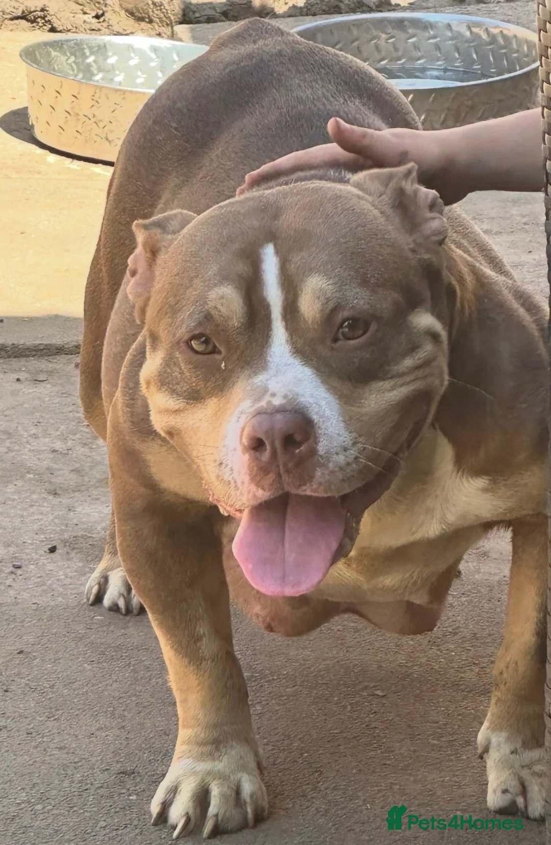 American Bully dogs for sale: American  bully puppies - Advert 1