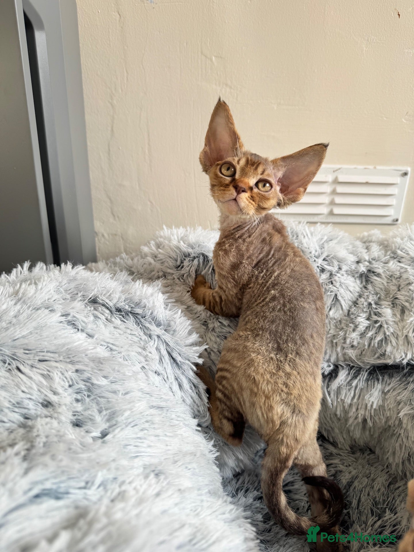 Devon Rex cats two males left  - Advert 15