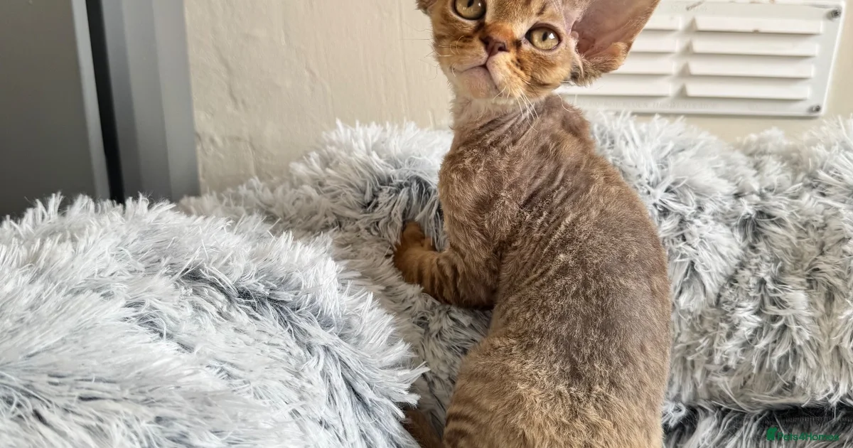 Debon Rox Cat 2026 Devon Rex Kittens for sale | Pets4Homes