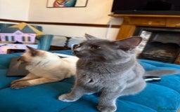 Ragdoll cats for sale: Ragdoll kittens for sale  - Image 9
