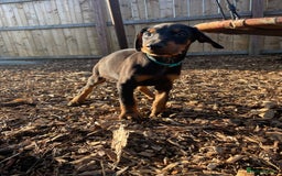 Dobermann dogs for sale: Doberman pups - Advert 6