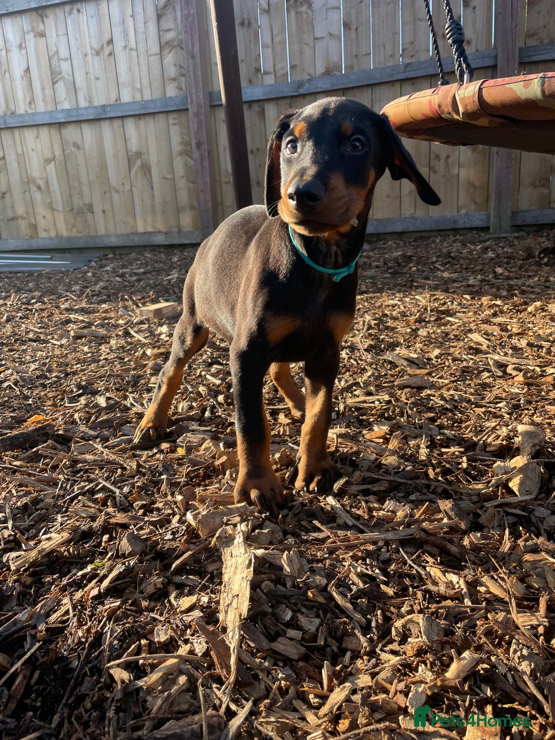 Dobermann dogs for sale: Doberman pups - Advert 6