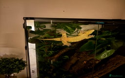 Gecko reptiles for sale: 4 Year Old Male Leachi For Sale  - Image 6