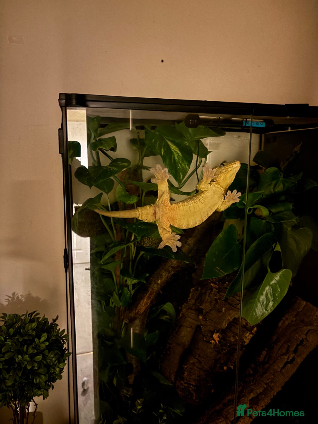 Gecko reptiles for sale: 4 Year Old Male Leachi For Sale  - Image 6