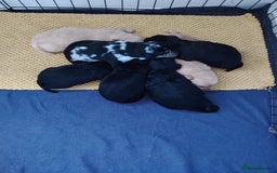 Labradoodle dogs for sale: F1 labradoodles ready 18th december - Image 4