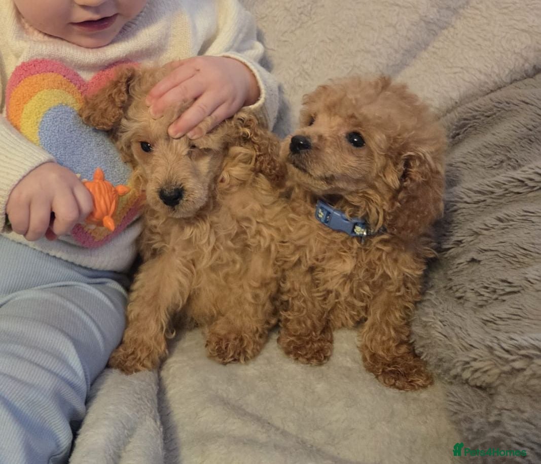Toy Poodle dogs BEAUTIFUL LITTER OF POODLES..only 2 boys left - Advert 15