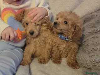 Toy Poodle dogs BEAUTIFUL LITTER OF POODLES..only 2 boys left - Advert 15