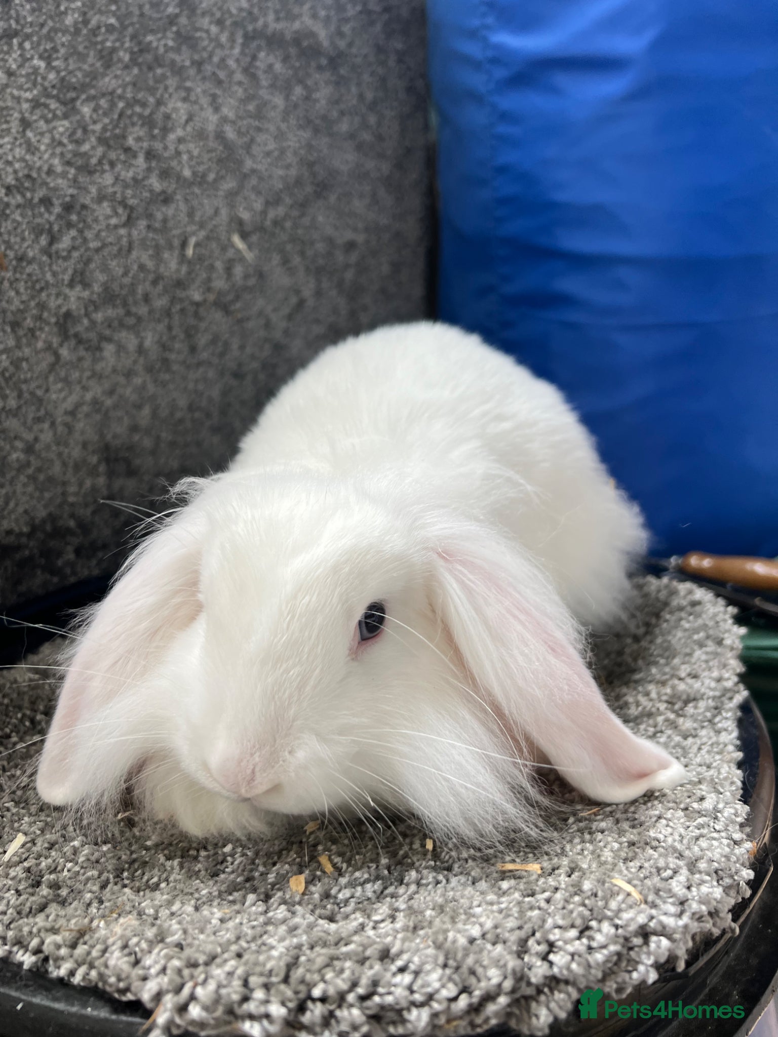 Mini Lion Lop rabbits BEW mini lion lop - Advert 11