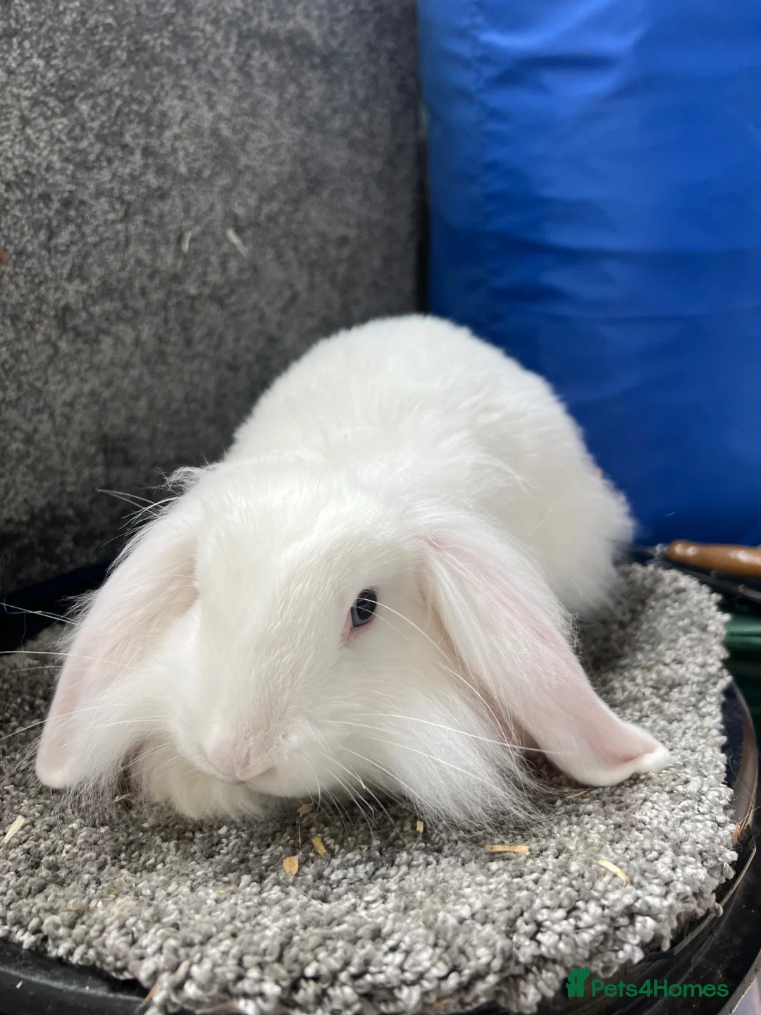 Mini Lion Lop rabbits for sale: BEW mini lion lop - Advert 1