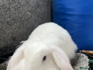 Mini Lion Lop rabbits BEW mini lion lop - Advert 11
