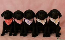 Labrador Retriever dogs for sale: REDUCED PRICE 3 girls READY TODAY KC Registered  - Image 1