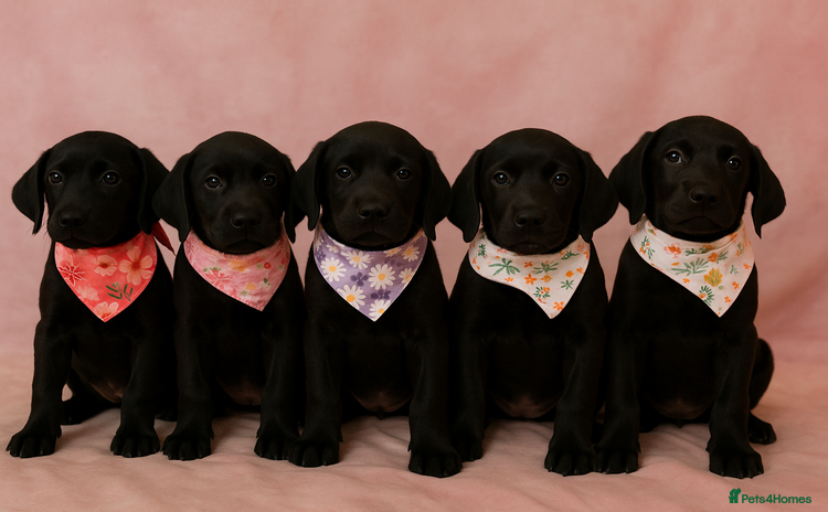 Labrador Retriever dogs - Advert 3