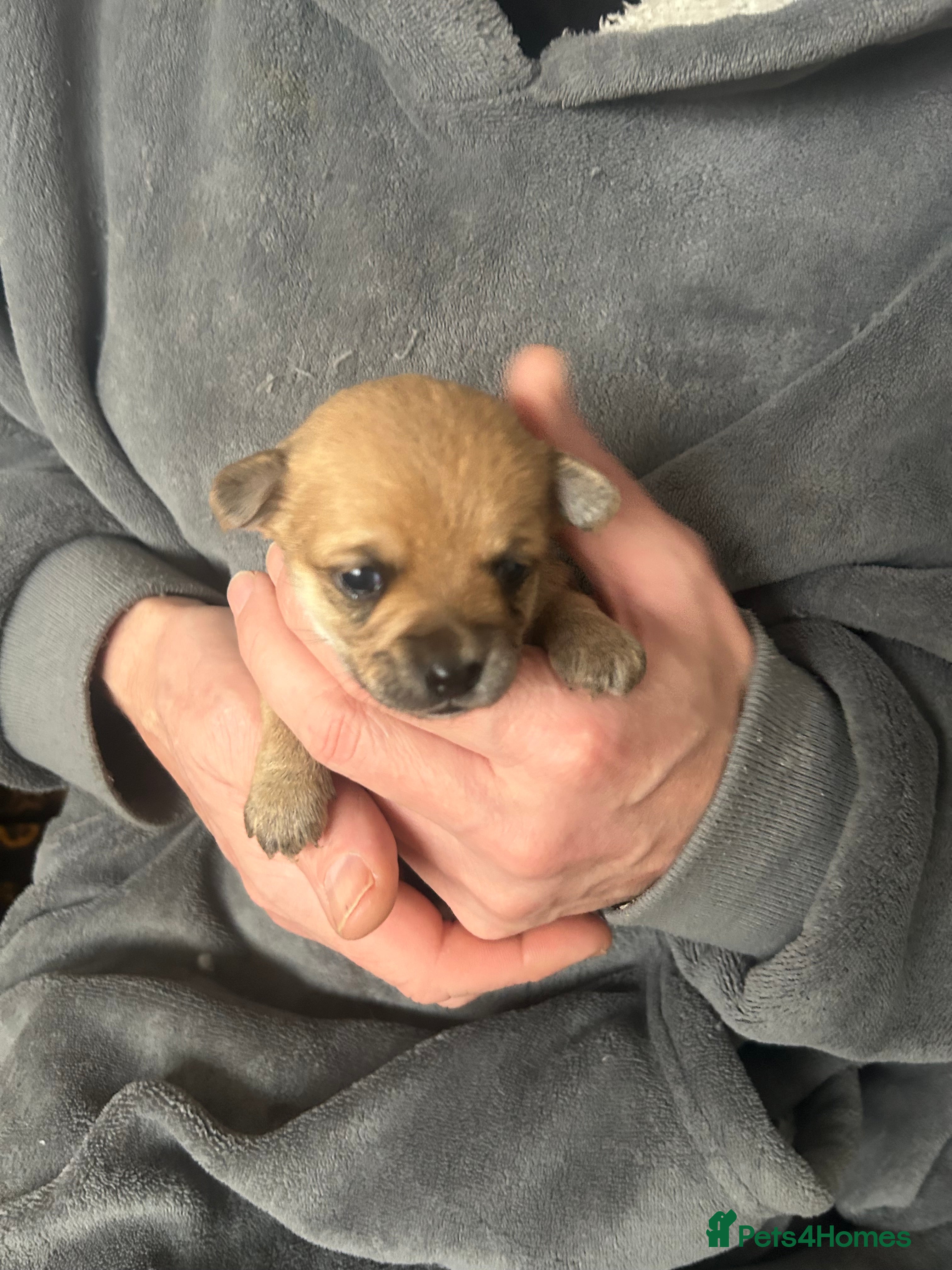 Pomchi dogs Beautiful Pomchi girl left - Advert 6