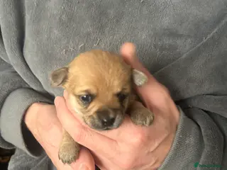 Pomchi dogs Beautiful Pomchi girl left - Advert 6