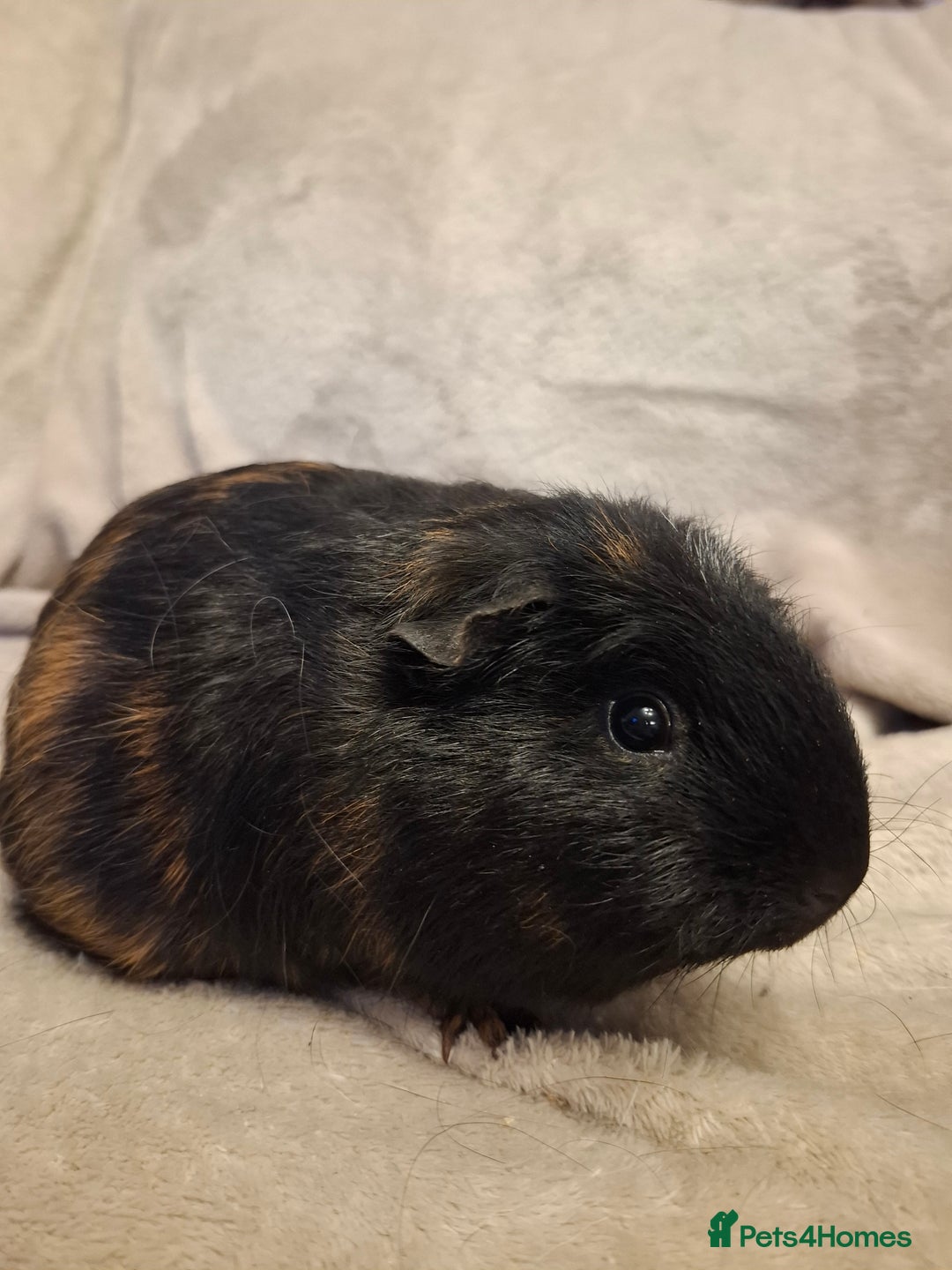Guinea Pig rodents for sale: Female Guinea Pig Pairs  - Advert 5