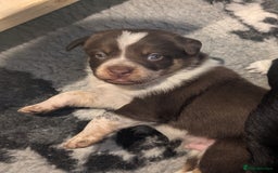 Border Collie dogs for sale: Collie mix puppies looking for their families! - Image 12