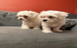 Bichon Frise dogs for sale: Two small Bichon Frise ready for their new home - Image 7