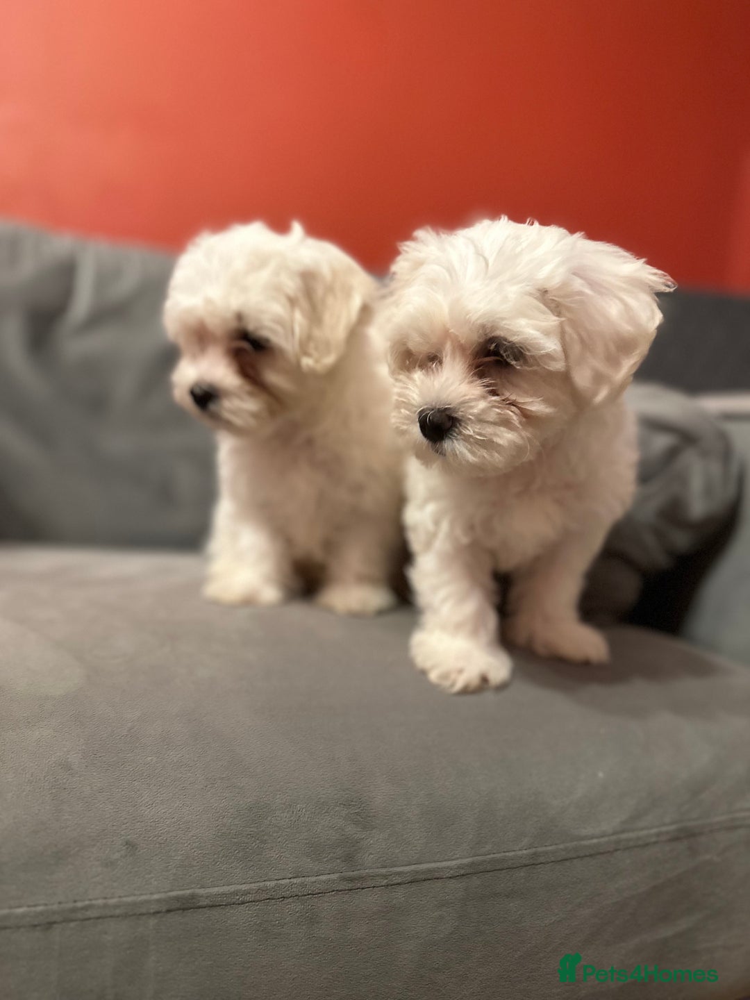 Bichon Frise dogs for sale: Two small Bichon Frise ready for their new home - Image 7