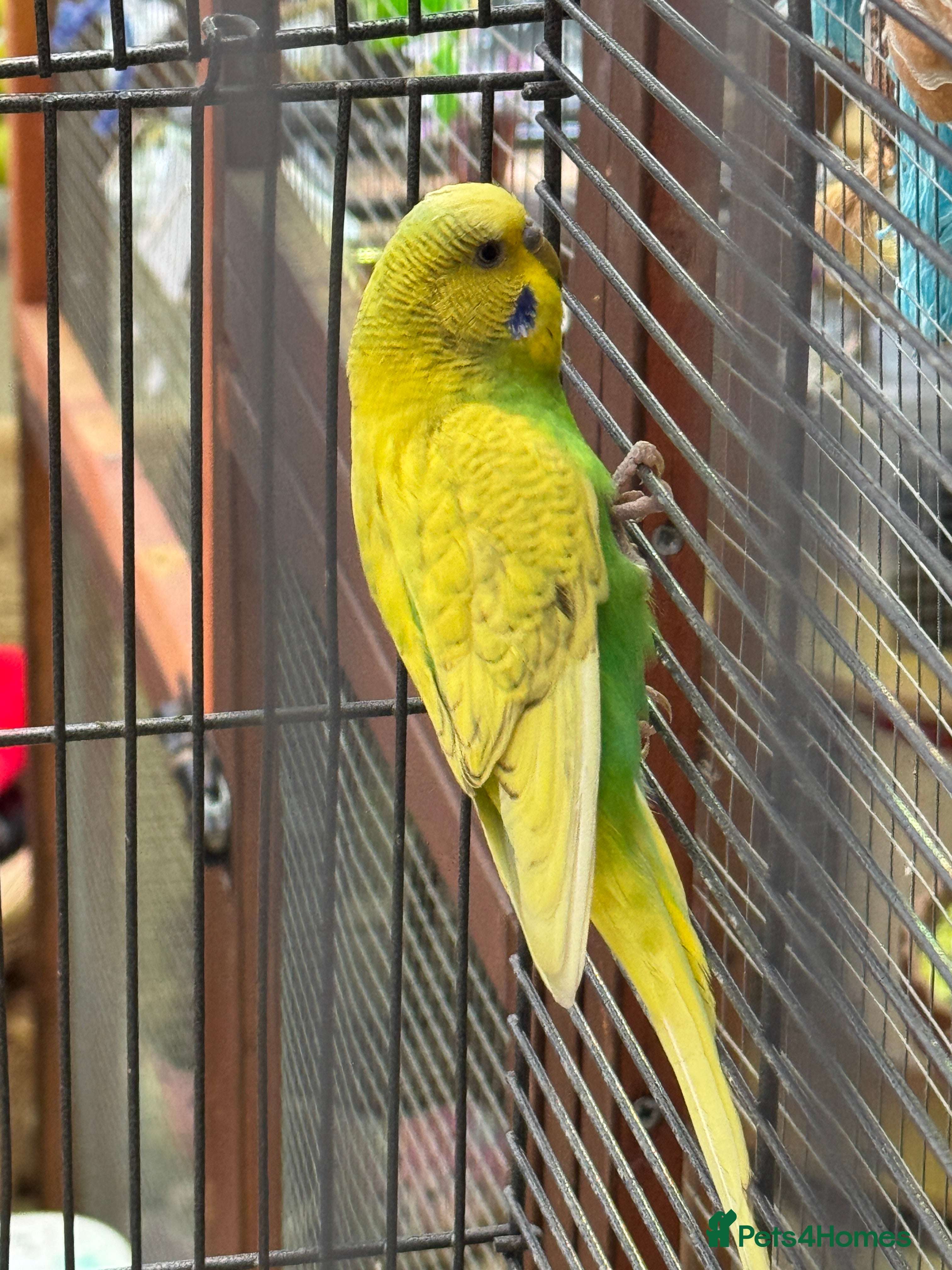 Budgerigars birds Beautiful male budgie & cage - Advert 10