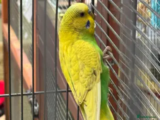 Budgerigars birds Beautiful male budgie & cage - Advert 1